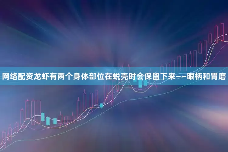 网络配资龙虾有两个身体部位在蜕壳时会保留下来——眼柄和胃磨